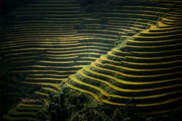 Arrozales, Valle de Sapa, Vietnam